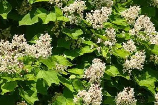 梓树是什么树,是紫葳科乔木