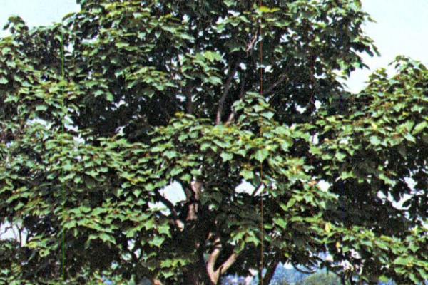 梓树是什么树,是紫葳科乔木