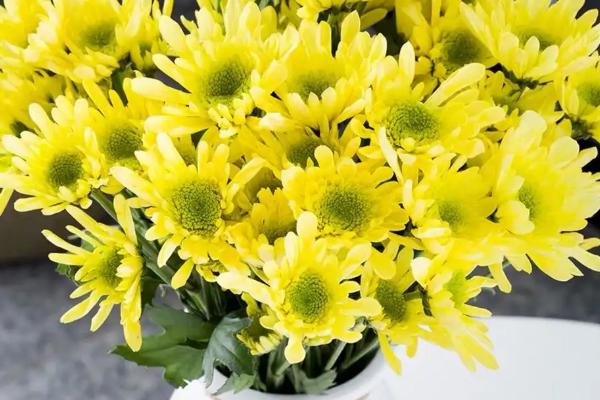 菊花怎么水养,要经常换水保持水质清洁