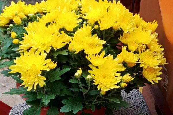 菊花怎么水养,要经常换水保持水质清洁