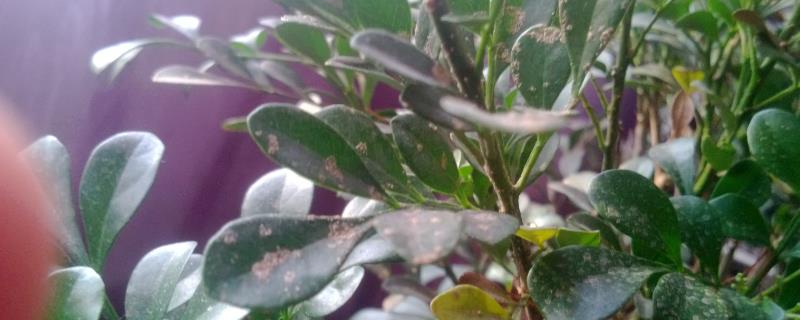 米兰花叶子上有斑点怎么办，可及时遮阴或更换盆土等