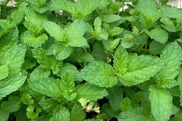 薄荷种子的种植方法,在春季3-4月份时播种为宜