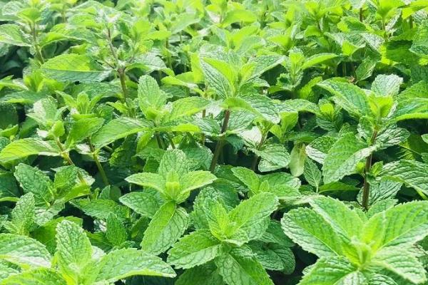 薄荷种子的种植方法,在春季3-4月份时播种为宜