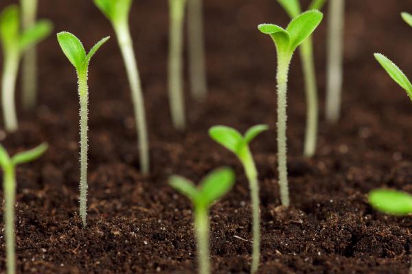 如何测定种子的发芽率,可选用恒温箱法