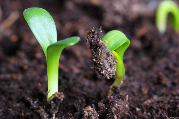 如何测定种子的发芽率,可选用恒温箱法