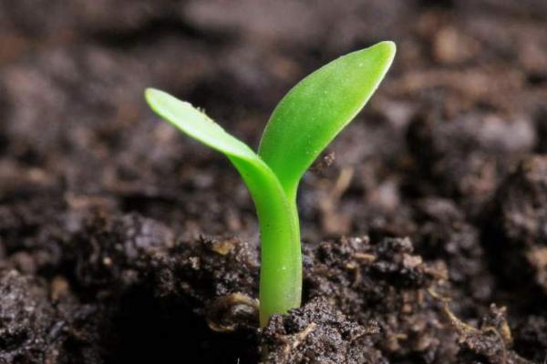 如何测定种子的发芽率,可选用恒温箱法