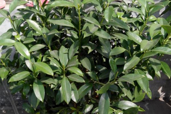 非洲茉莉招财吗,能提高住宅阳气、财气且寓意吉祥