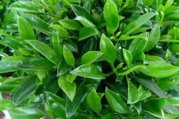 非洲茉莉招财吗,能提高住宅阳气、财气且寓意吉祥