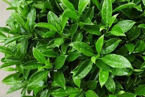 非洲茉莉招财吗,能提高住宅阳气、财气且寓意吉祥