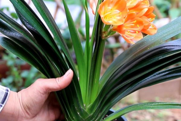 君子兰没根了还能活吗,可以重新发根