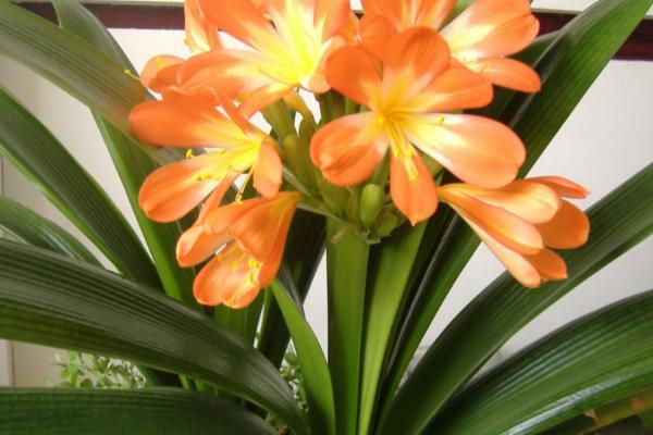 君子兰没根了还能活吗,可以重新发根