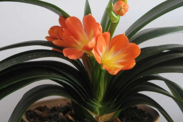 君子兰没根了还能活吗,可以重新发根