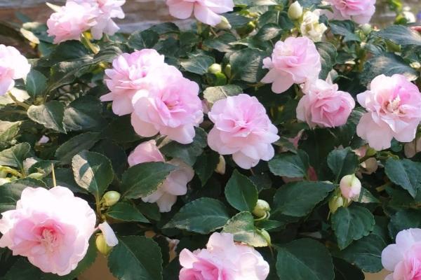 家里养的水梅花黄叶的原因，光照、浇水、温度、盆土不当均会导致