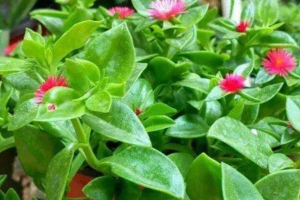 牡丹吊兰如何开花旺盛,要接受日均6小时以上的光照