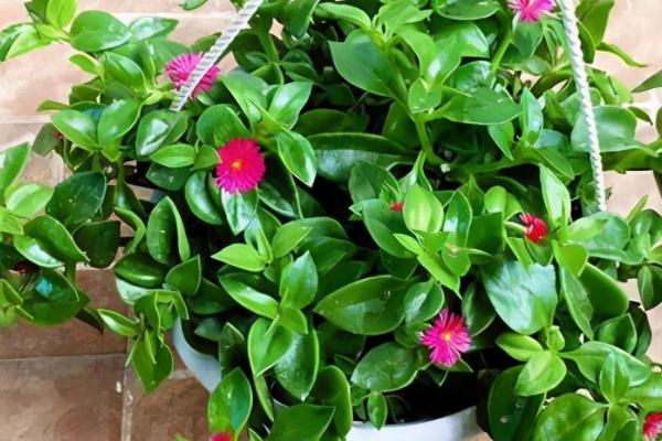 牡丹吊兰如何开花旺盛,要接受日均6小时以上的光照