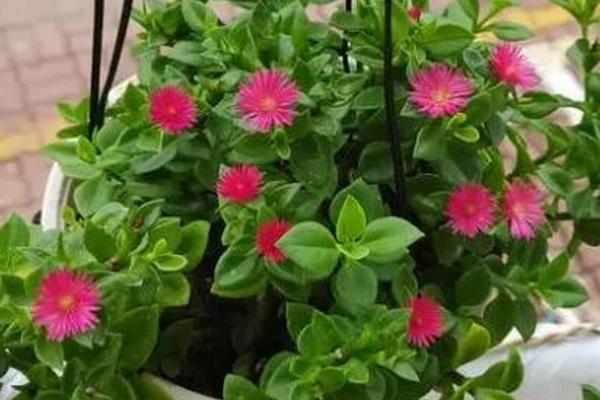 牡丹吊兰如何开花旺盛,要接受日均6小时以上的光照