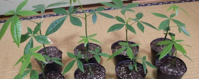 发财树树干变软一按出水怎么办,根系已经失去了活性没有办法救活