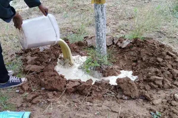 生根粉和多菌灵能一起灌根吗,可以但只适用于刚刚移栽的植物