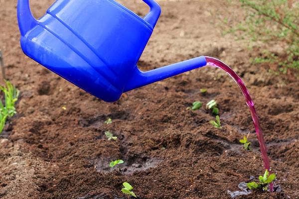 生根粉和多菌灵能一起灌根吗,可以但只适用于刚刚移栽的植物