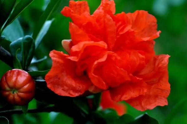 石榴花什么季节开花,在春夏季节5-6月份开花