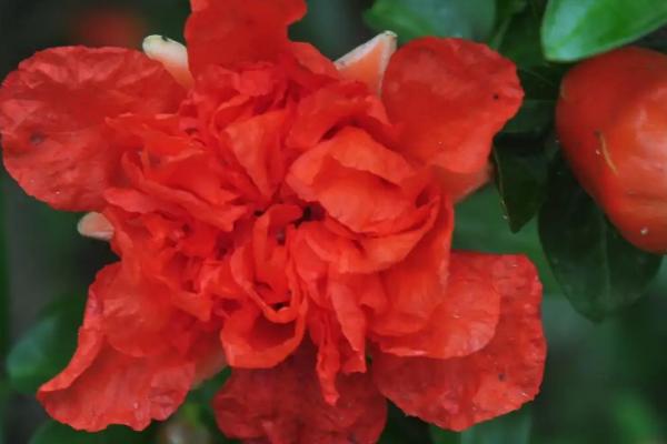 石榴花什么季节开花,在春夏季节5-6月份开花