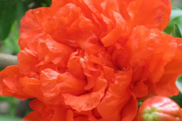 石榴花什么季节开花,在春夏季节5-6月份开花