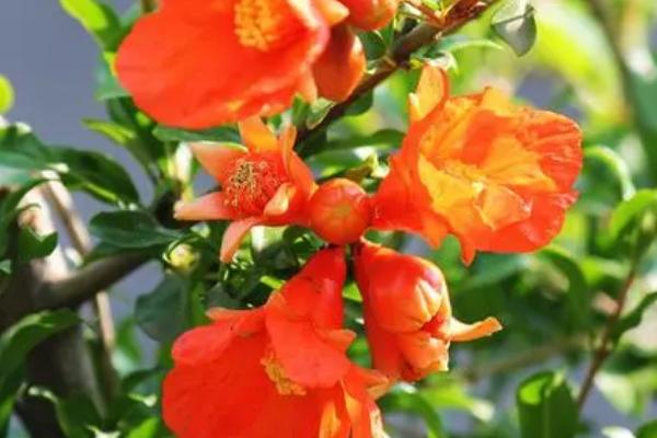 石榴花什么季节开花,在春夏季节5-6月份开花