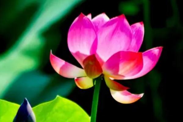 荷花的开花时间,花期在6月到9月