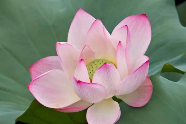 荷花的开花时间,花期在6月到9月
