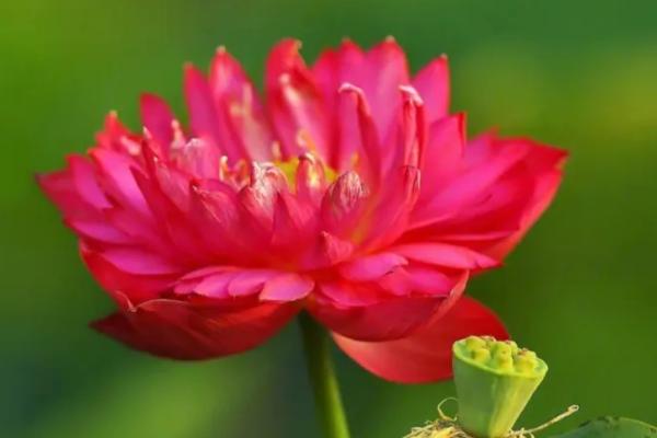 荷花的开花时间,花期在6月到9月