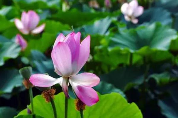 荷花的开花时间,花期在6月到9月