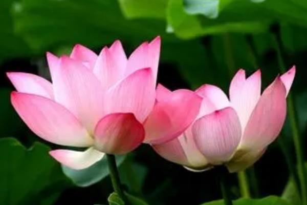 荷花的开花时间,花期在6月到9月
