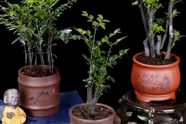 小叶紫檀掉叶子的原因,可能是土壤不适或光照不足等