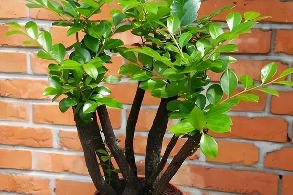 小叶紫檀掉叶子的原因,可能是土壤不适或光照不足等