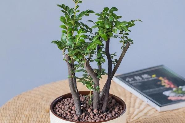 小叶紫檀掉叶子的原因,可能是土壤不适或光照不足等