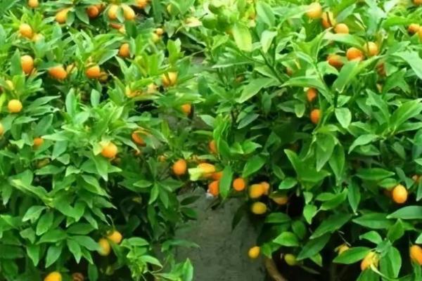 为什么冬天不能给金桔树修剪,冬天修剪会导致花芽冻伤或冻死