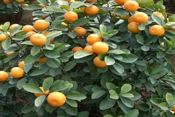 为什么冬天不能给金桔树修剪,冬天修剪会导致花芽冻伤或冻死