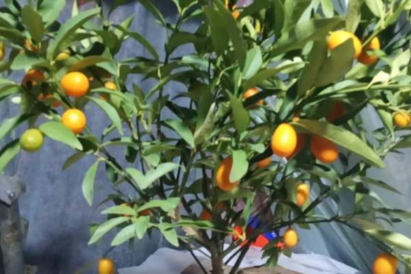 为什么冬天不能给金桔树修剪,冬天修剪会导致花芽冻伤或冻死