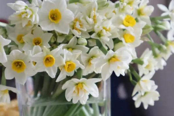 凌波仙子是什么花，是指我们常说的水仙花