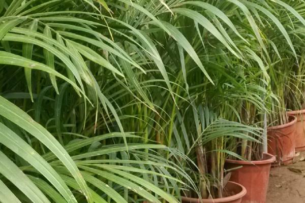 凤尾竹的繁殖技术，可分株、扦插或播种繁殖