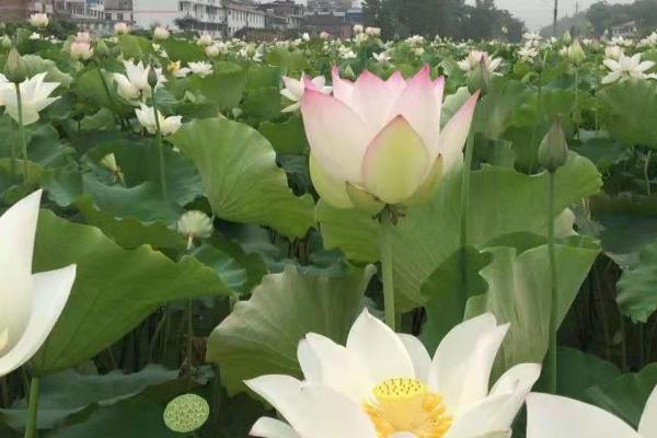 荷花养殖注意事项，首先要做好病虫害的防治