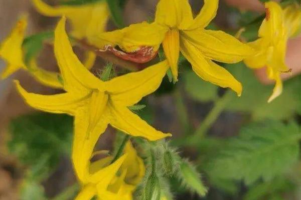 西红柿不开花怎么办,需正确浇水、合理施肥和及时补充光照等