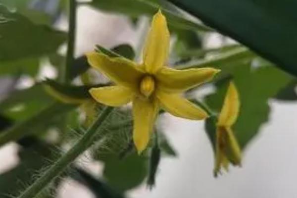 西红柿不开花怎么办,需正确浇水、合理施肥和及时补充光照等