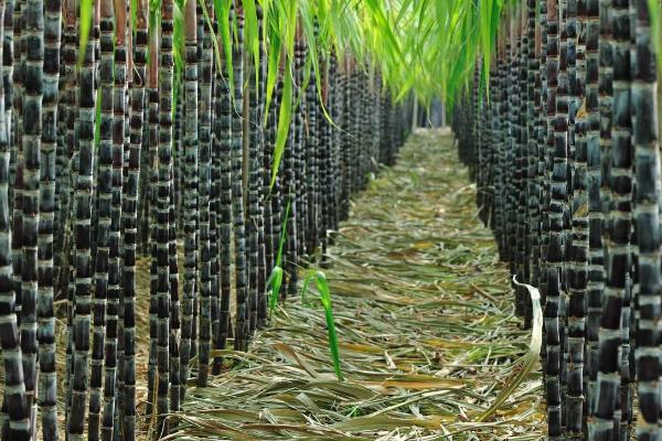 甘蔗的生长周期是多少天，大约210天左右