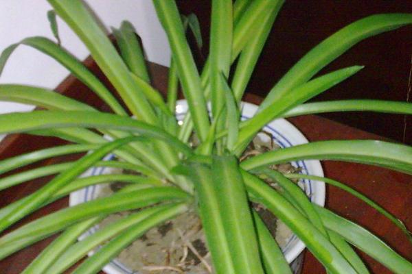 吊兰剪了叶子还能活吗，只要修剪幅度不是太大便可养活