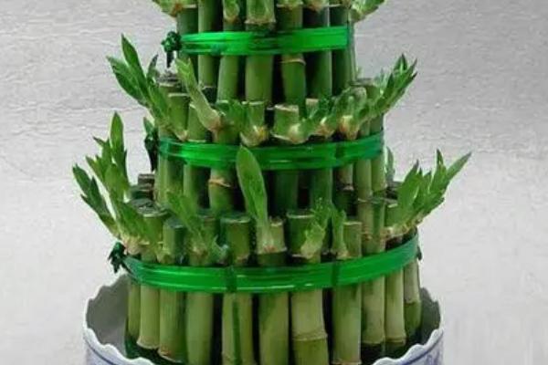 节节高的养殖方法,生长过程中需要充足的水分