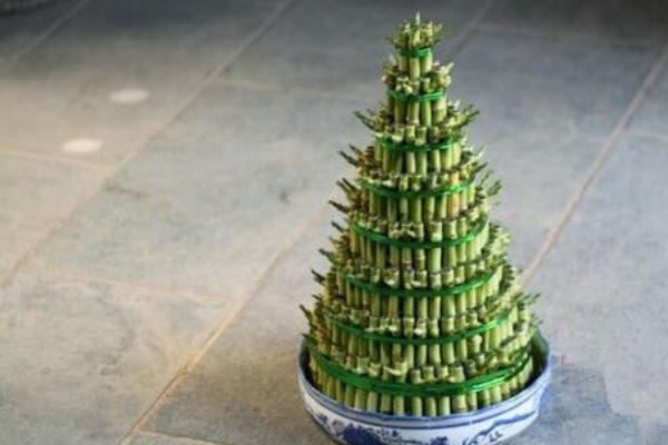 节节高的养殖方法,生长过程中需要充足的水分