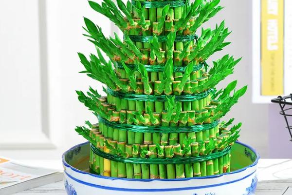 节节高的养殖方法,生长过程中需要充足的水分