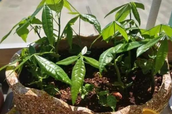 发财树种子怎么栽培,最好购买发财树的果实进行清洗选种