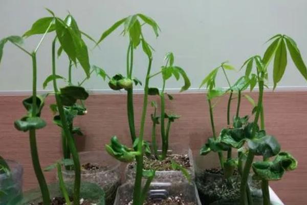 发财树种子怎么栽培,最好购买发财树的果实进行清洗选种